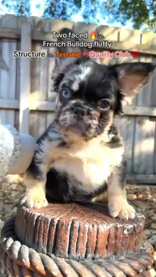 RESERVED French Bulldog Merle Testable in Orlando, Florida