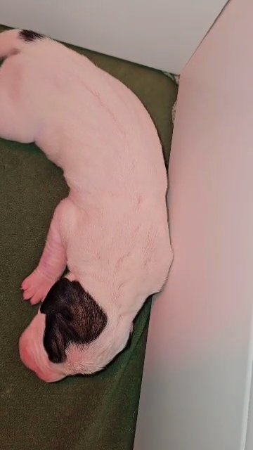 Fawn Piebald Great Dane in Bristol, Virginia