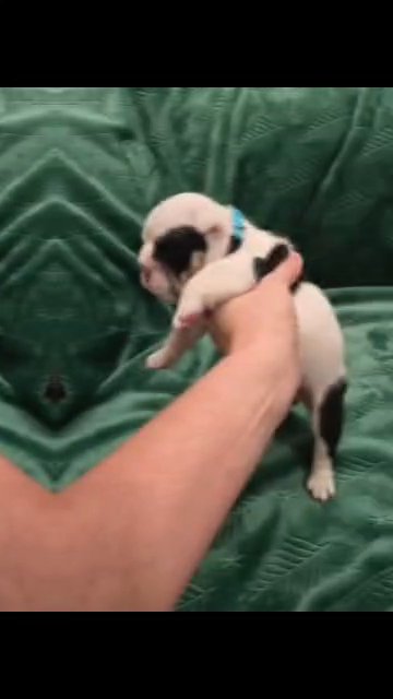 AKC male English Bulldog, 4 weeks in Charlottesville, Virginia