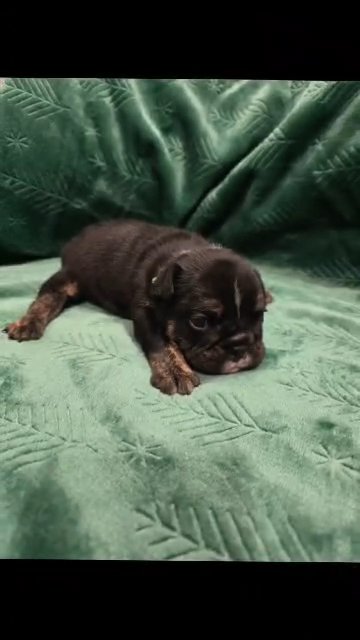 Male, AKC English Bulldog, 4 weeks in Charlottesville, Virginia