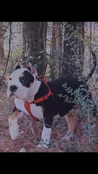 Male 4 Months Old Bully in Northport, Alabama