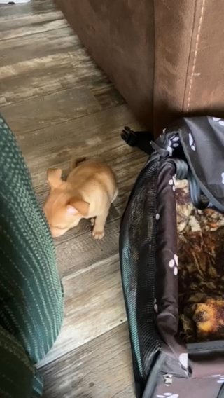 Female Chihuahua in Lexington, North Carolina