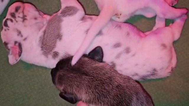 Blue Fawn Harlequin Great Dane in Bristol, Virginia