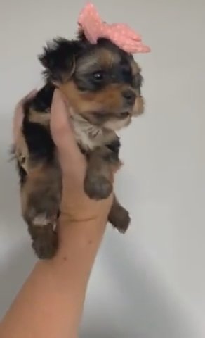 Yorkie in Kinston, North Carolina