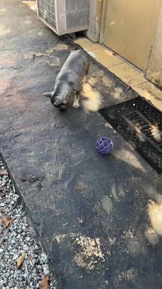 Adorable French Bulldog Seeking Loving Home in Miami, Florida