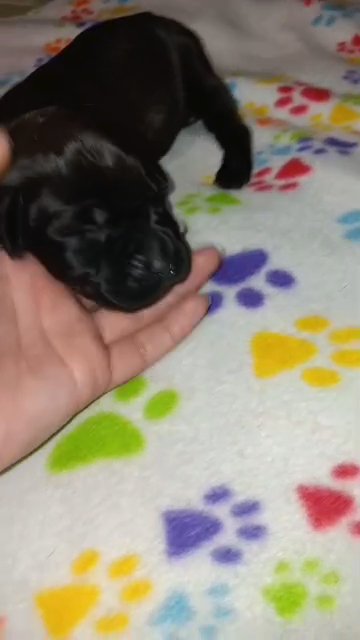 Tan Collar Black Male in Paragould, Arkansas
