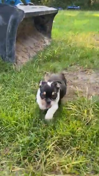 AKC English Bulldog in Wilmington, North Carolina