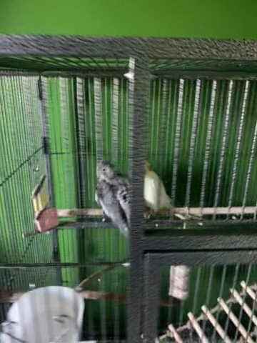 Mated Cockatiels With Cage And Supplies in Sanford, North Carolina