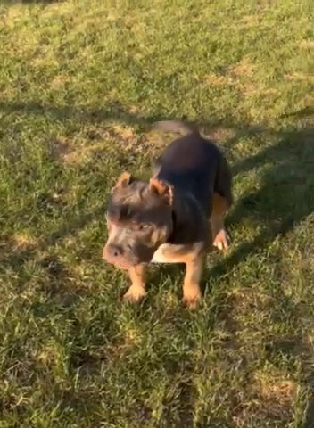 ABKC Registered Female Blue Tri For Co-own Or Full Own in Macomb, Michigan