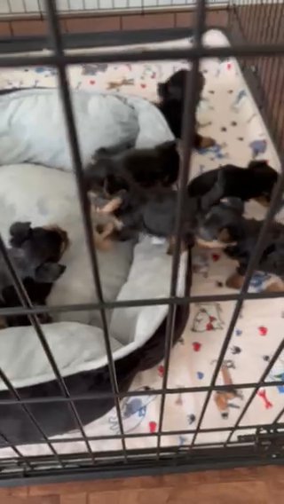 Beautiful Yorkies!! in Sparks, Nevada