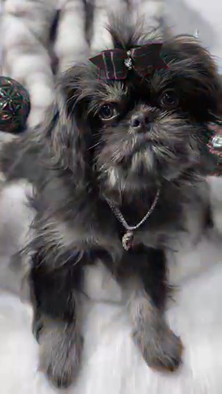 Miranda Shih Tzu With Dobie Markings in Campbellsville, Kentucky
