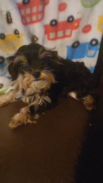 $1150  BOY CHI-POO TEACUP 5MONTHS  BROOKLYN  NYC in New York City, New York