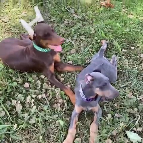 Blue And Fawn Dobermann Puppies in San Diego, California
