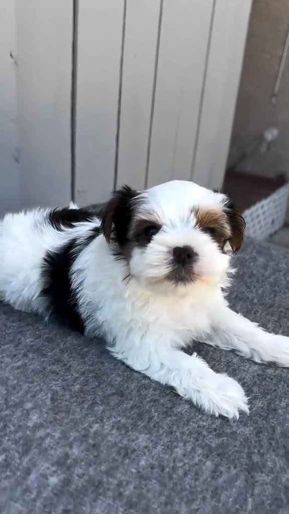 yorkie puppies for adoption in Chicago, Illinois