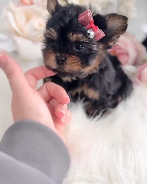 yorkie puppies for adoption in Denver, Colorado