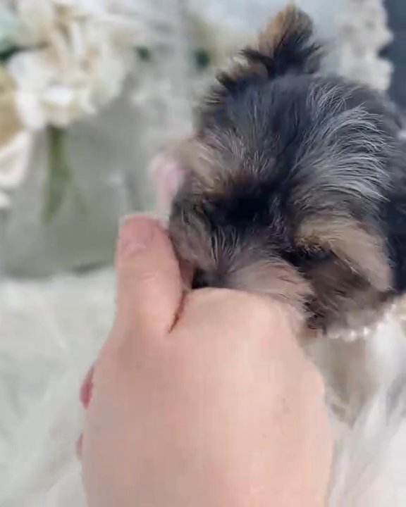 yorkie puppies for adoption in Louisville, Kentucky