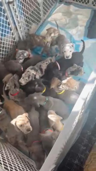 22 Great Dane Puppies For Christmas in Vineland, New Jersey