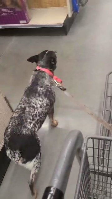 Female Blue Heeler in Coeur d'Alene, Idaho
