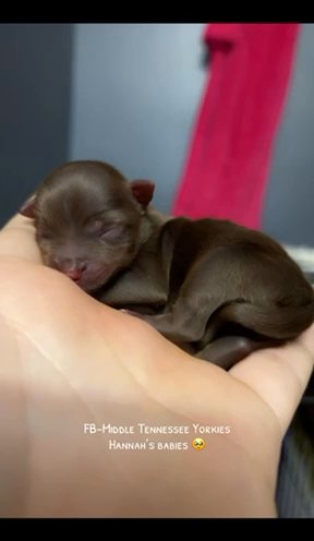 Pocket Size Yorkshire Terrier Girl in Cookeville, Tennessee