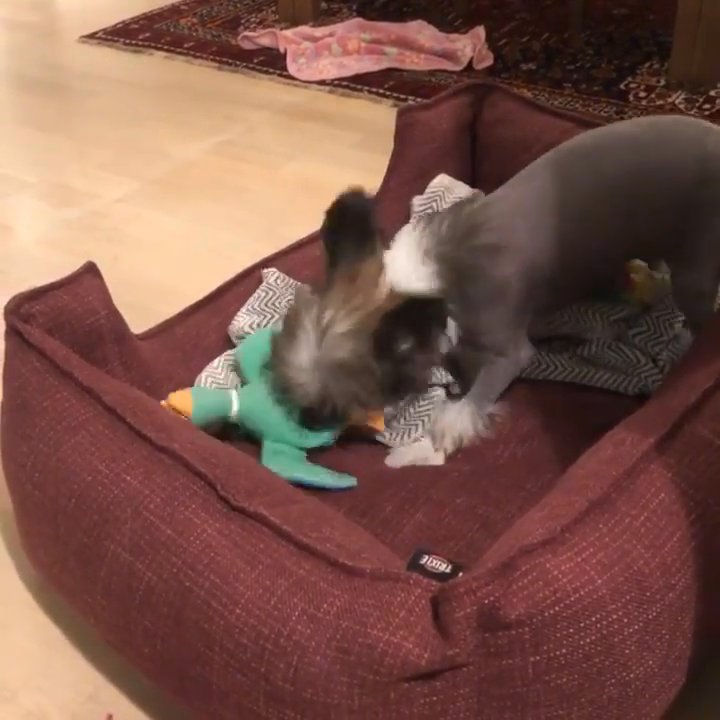 Adorable Male Chinese Crested in Charlotte, North Carolina