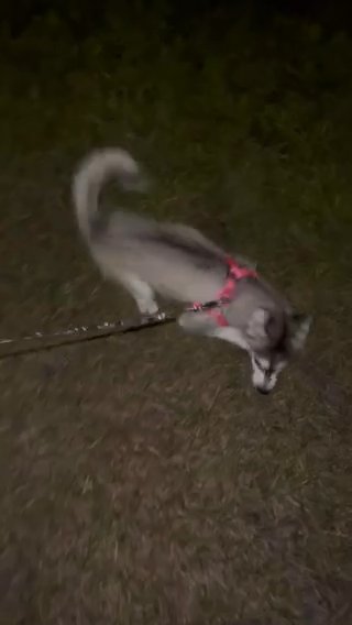 Husky Puppy in Orlando, Florida