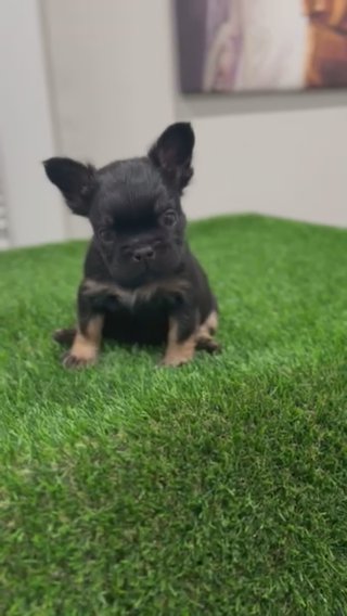 "Charming Black and Tan Fluffy French Bulldog: The Sweetest Companion with Testable Chocolate!" in Round Lake Beach, Illinois