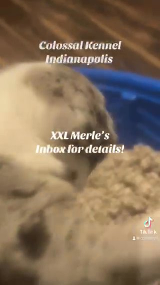 XXL Merle Pitbulls in Indianapolis, Indiana