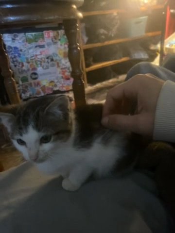 Kitten For Adoption in Newton, Iowa