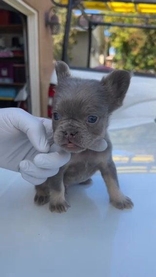 Lilac Male Fluffy Frenchie in Beaumont, California