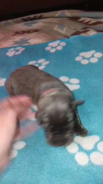 SOLD *Red Collar Grey Male in Paragould, Arkansas