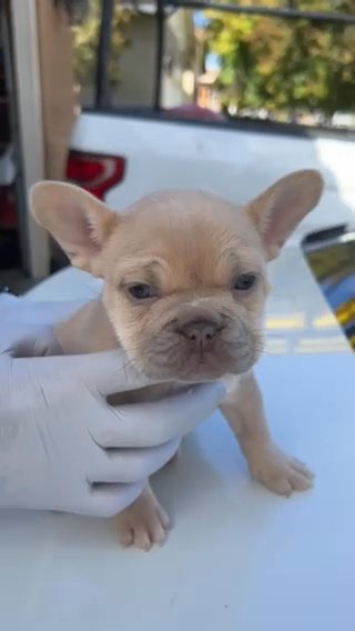 Rojo Fawn Female in Beaumont, California
