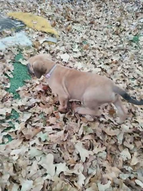 Black Mask Fawn (Pink Collar) in Fort Worth, Texas