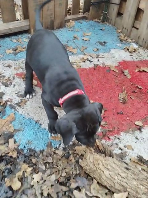 Red Collar Black Female Great Dane in Fort Worth, Texas