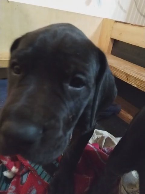 Yellow Collar Black Female Great Dane in Fort Worth, Texas