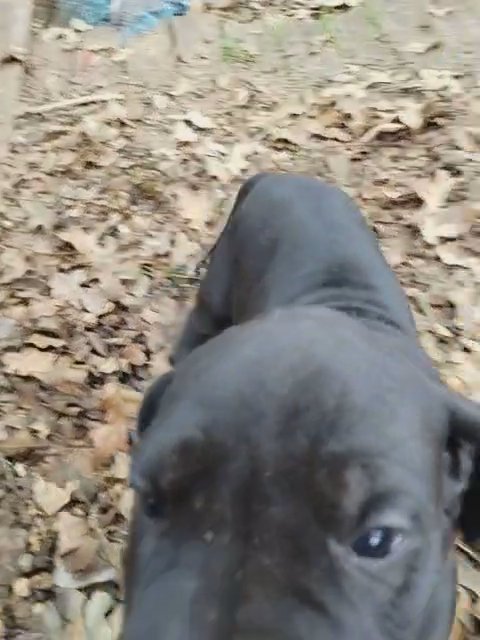 Orange Collar Black Female Great Dane in Fort Worth, Texas