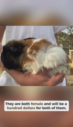 Two Female Guinea Pigs in Alice, Texas