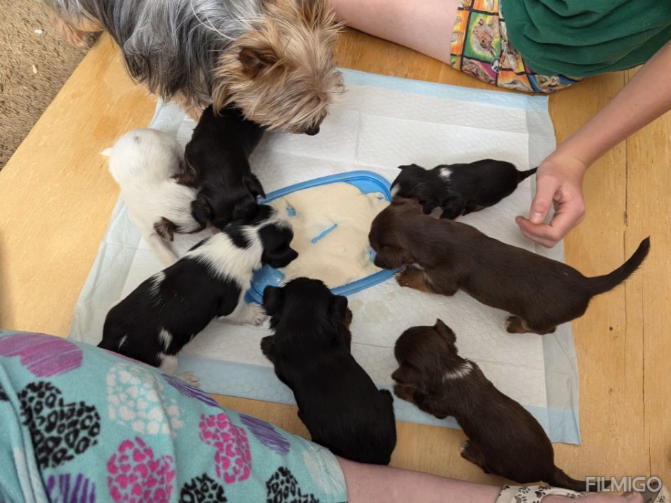 AKC registered female Yorkie in Huntsville, Alabama