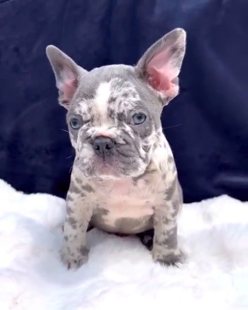 Frenchie puppies in Houston, Texas