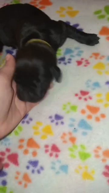 Yellow Collar Black Female in Paragould, Arkansas