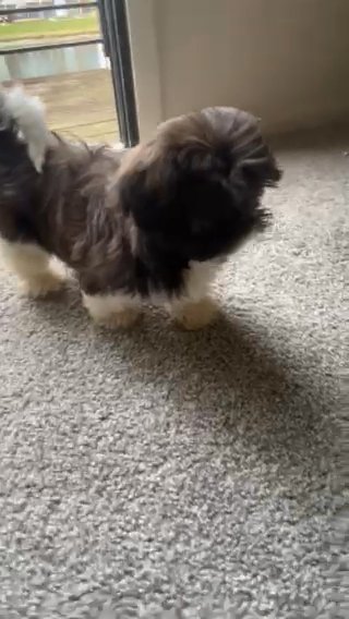 Shih Tzu in Mishawaka, Indiana