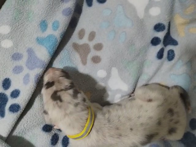 Yellow Collar Blue Merle Female in Fort Worth, Texas