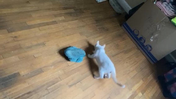 8 Month old Red Point Siamese Cat in Columbus, Georgia