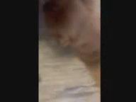 golden retrievers looking for home in Los Angeles, California