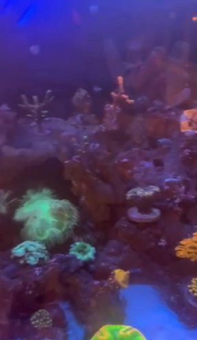 150 Gallon Salt Water Reef in Boca Raton, Florida