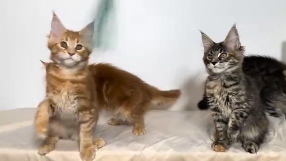 Maine coon Leo love in Denver, Colorado