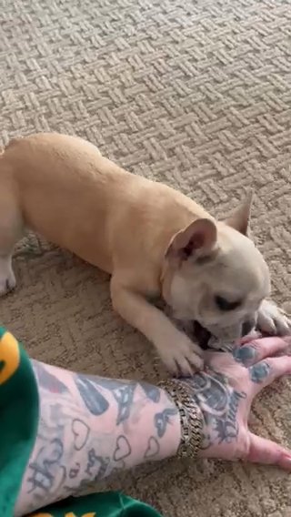 Frenchies in Houston, Texas