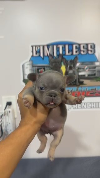 French Bulldog - LIMITLESS_FRENCHIES in Miami, Florida