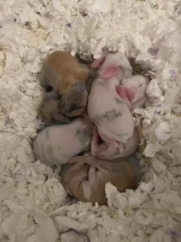 Baby Bunnies For Adoption!! in Indio, California