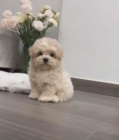 Little Puppy in Washington, District of Columbia