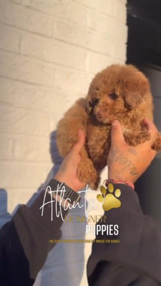Carmen The Toy Poodle in Atlanta, Georgia